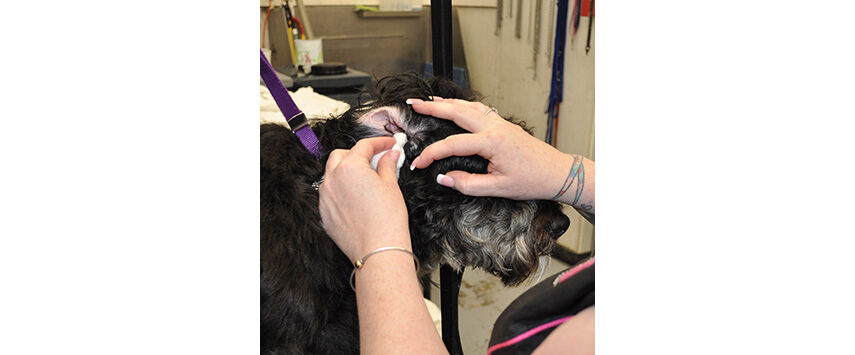Grooming the Bernadoodle